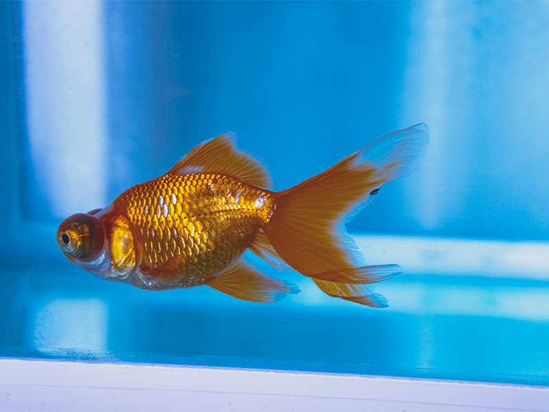 魚塘養魚水質的PH值是多少